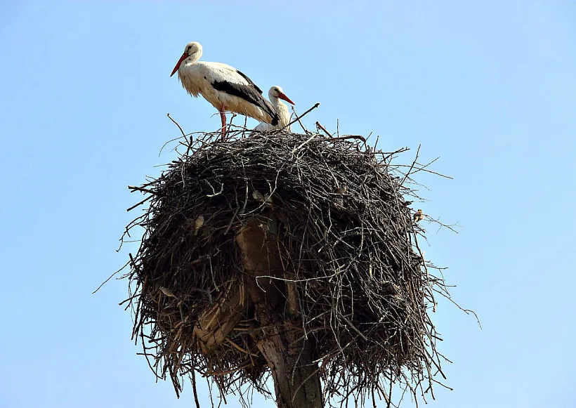 Ciconia ciconia by YYakimchyk.jpg