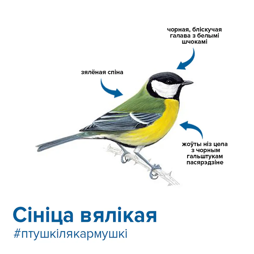 большая синица.jpg большая синица.jpg