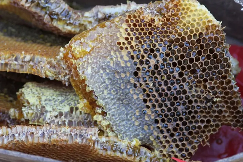 Sviatliejšy miod — z vierasu, a ciamniejšy — z krušyny