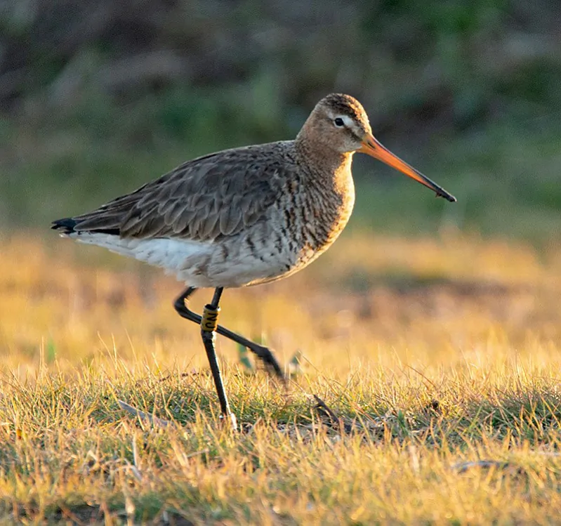 Самы стары беларускі вялікі грыцук Фота Віктара Натыканца..jpg Самы стары беларускі вялікі грыцук Фота Віктара Натыканца..jpg
