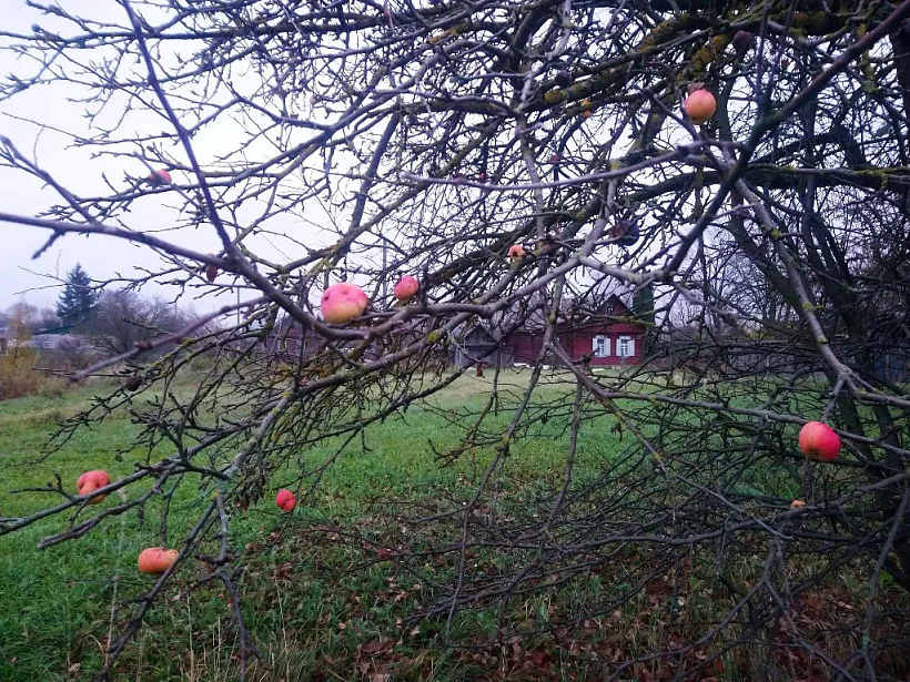 Šumilina. 2019 h. Šumilina. 2019 h.