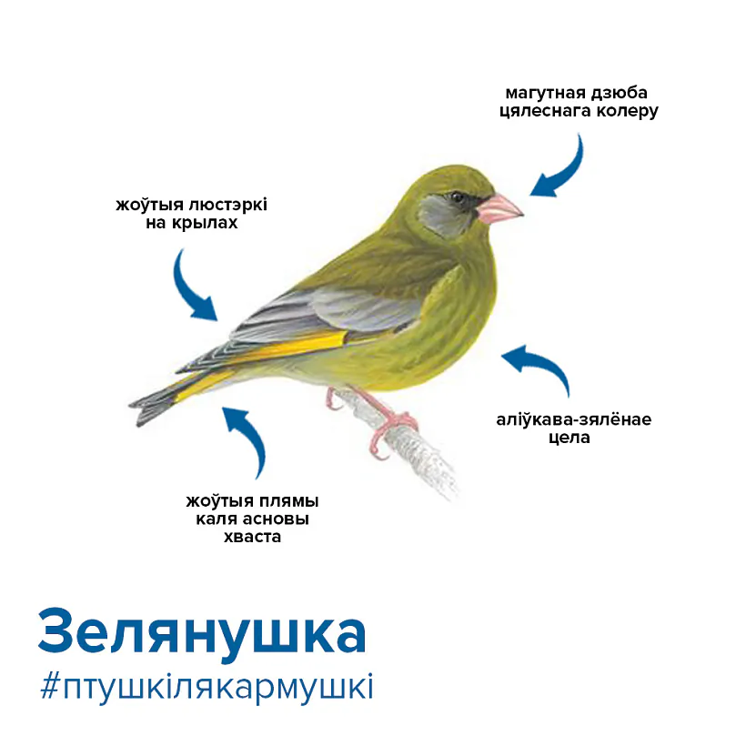 зеленушка.jpg зеленушка.jpg