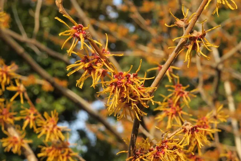 witch-hazel-1-01.jpg witch-hazel-1-01.jpg