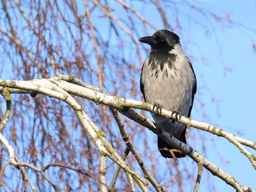 Серая ворона. Инна Шкурко.jpg