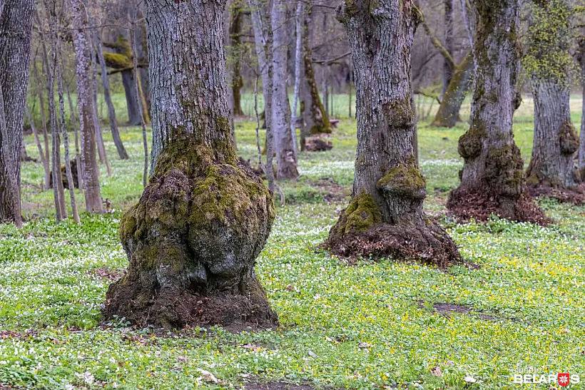 qi03v3o2btbavmu0gzlb6tllxj70fr5t.jpg qi03v3o2btbavmu0gzlb6tllxj70fr5t.jpg