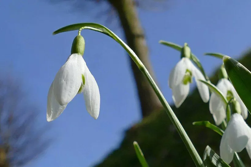 snezhniy-galantus-belarus.jpg snezhniy-galantus-belarus.jpg