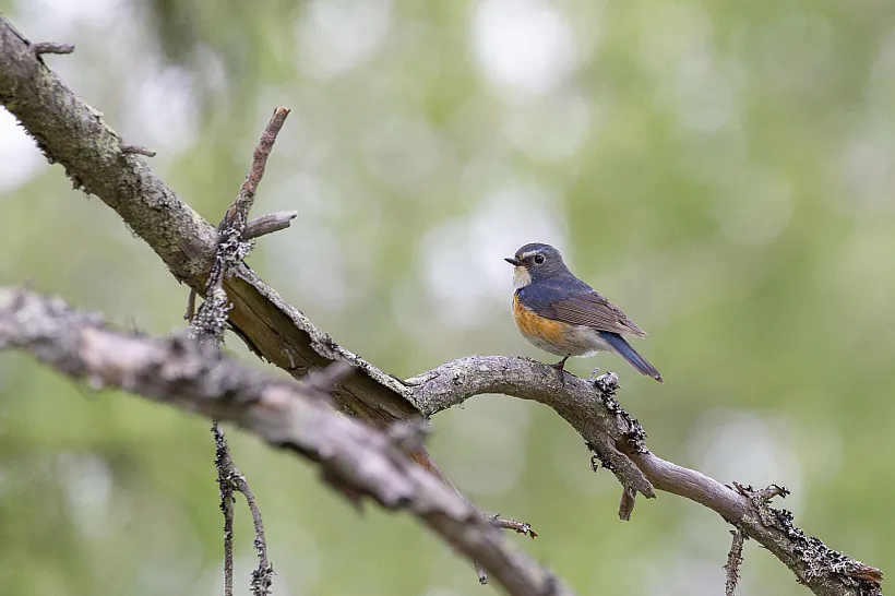 Синехвостка. Фото Olli-Pekka Karlin from Rovaniemi, Финляндия. Wikimedia Commons.jpg