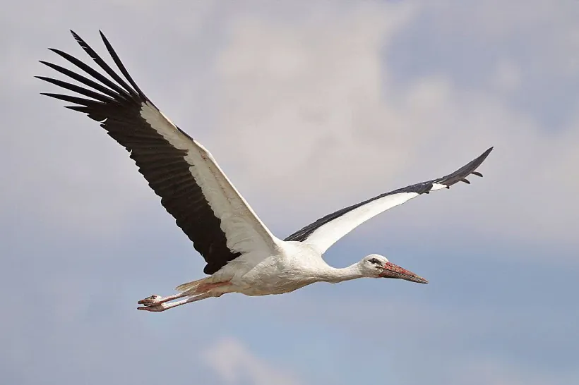 Белый аист. Сергей Одновал.jpg