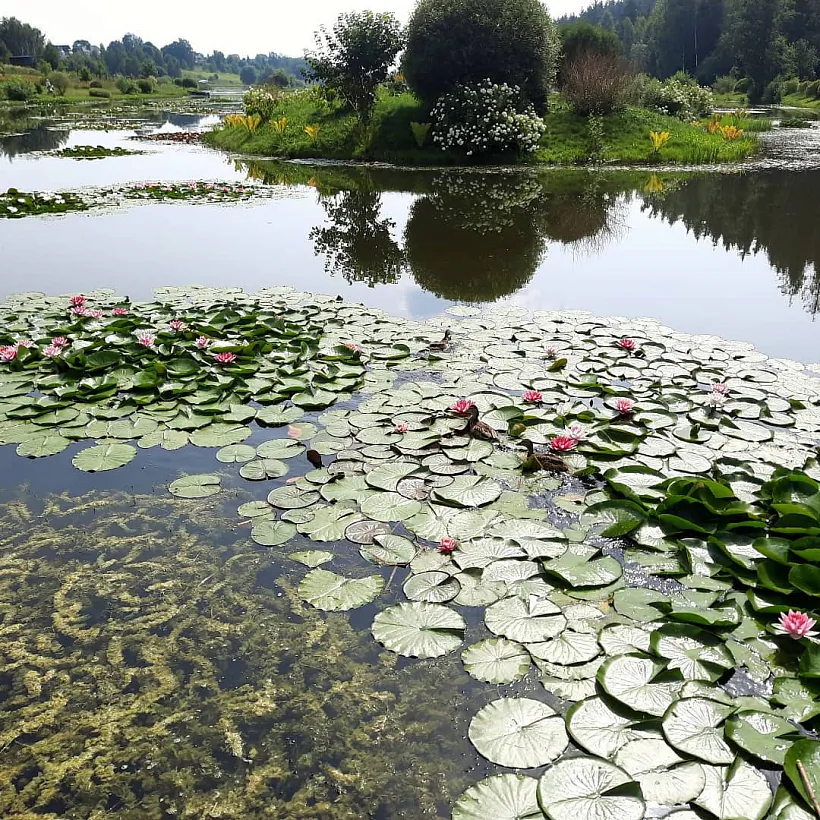 Вадасховішча Дзічкі, фота: instagram svkvetka