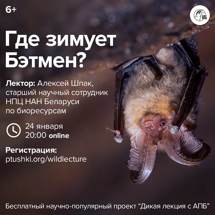 Бэтмен 1х1.png Бэтмен 1х1.png