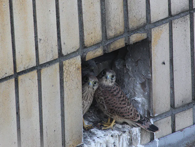 Pustalzhanyaty-u-nishy.-Fota-Alyaksandra-Minicha-800.jpg Pustalzhanyaty-u-nishy.-Fota-Alyaksandra-Minicha-800.jpg