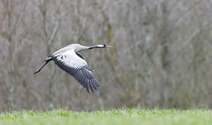 Журавель Іна Субоціна2.jpg Журавель Іна Субоціна2.jpg