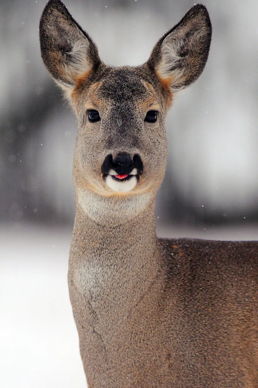 Косуля, Игорь Бышнёв.jpg Косуля, Игорь Бышнёв.jpg