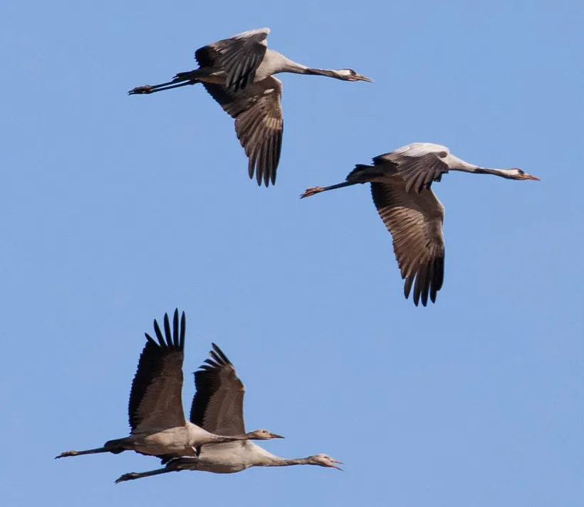 Журавли. Миоры, Ельня. Татьяна Алешка 4.jpg Журавли. Миоры, Ельня. Татьяна Алешка 4.jpg