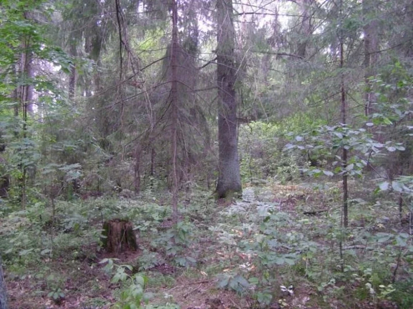 Jelniki ŭ Dobruskim rajonie Homielskaj vobłaści