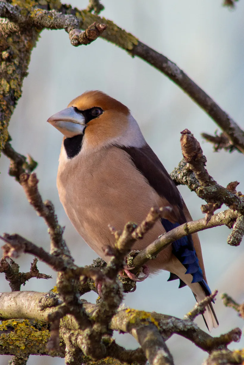 002 - копія.jpg