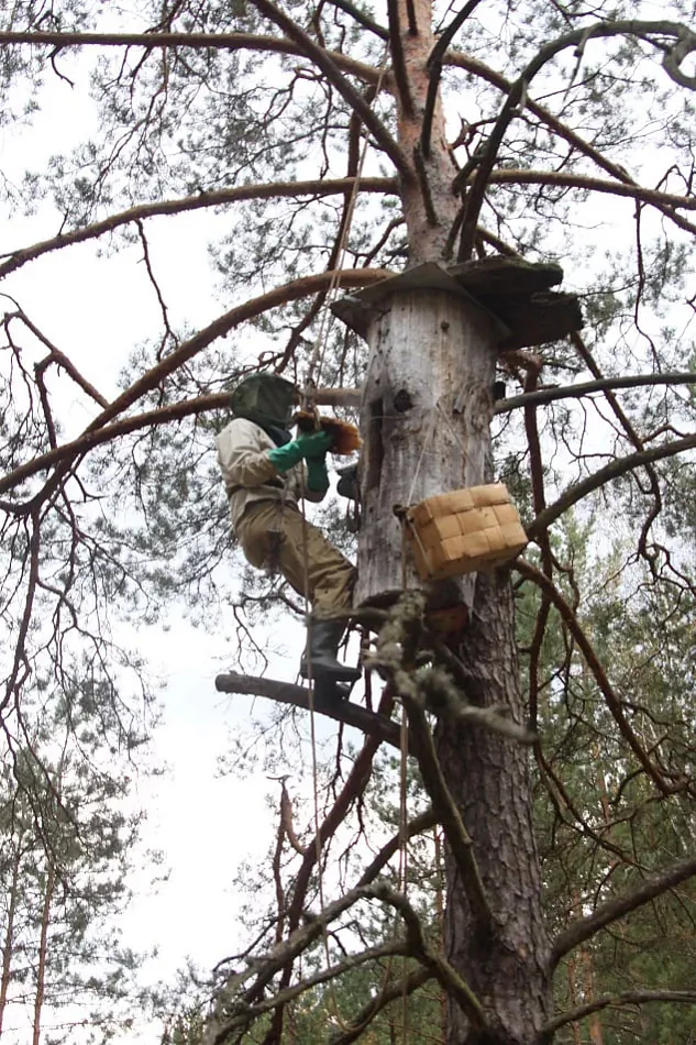 Michail, spadčynny bortnik z Lieĺčyckaha rajona