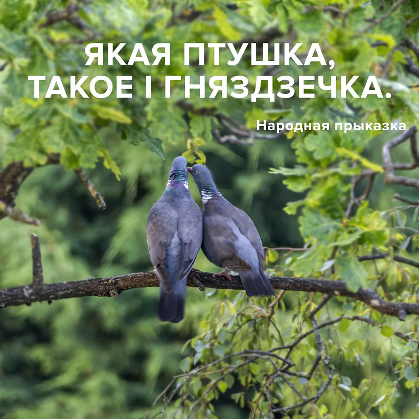 птушкі.jpg птушкі.jpg