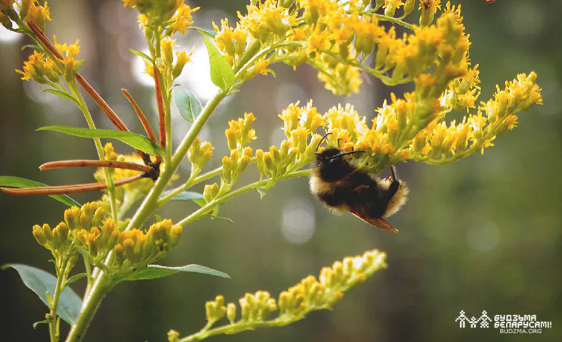 zhniven-02.jpg жнівень 2