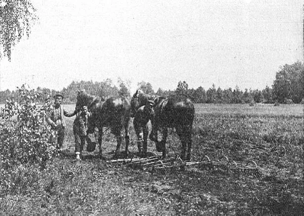 Koni ŭ balotnych lyžach. Zdymak zrabili ŭ majontku Sialianskaha paziamieĺnaha banka «Lachva». Fota z časopisa «Balotaznaŭstva» za 1911 hod.