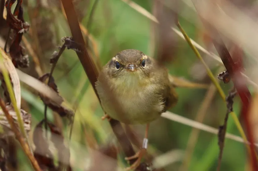 Таўстадзюбая пячураўка, Расонскі раён. Фота Максіма Косціна.jpg Таўстадзюбая пячураўка, Расонскі раён. Фота Максіма Косціна.jpg