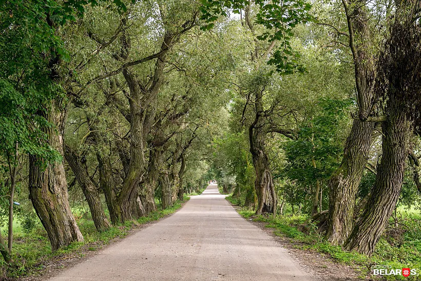 Dukorski majontak, prysada Dukorski majontak, prysada