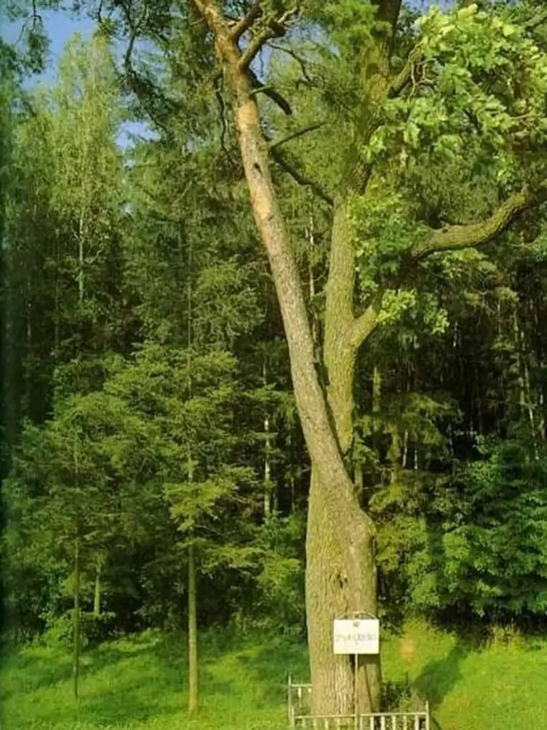Liehiendy i padanni niasviža