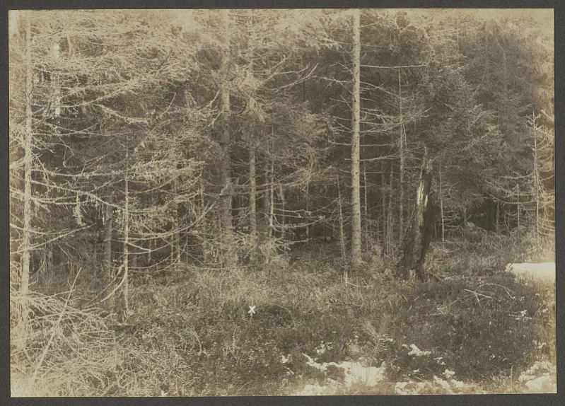 mahila_va_va_uroczyszczy__polacki_ostrowok_.jpg mahila_va_va_uroczyszczy__polacki_ostrowok_.jpg