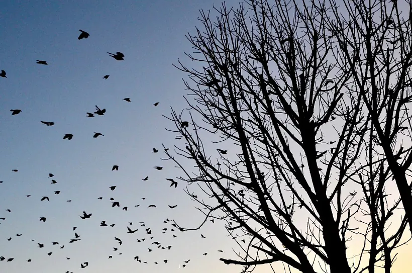 Zhraja halak u Oršy. 2019 h. Zhraja halak u Oršy. 2019 h.