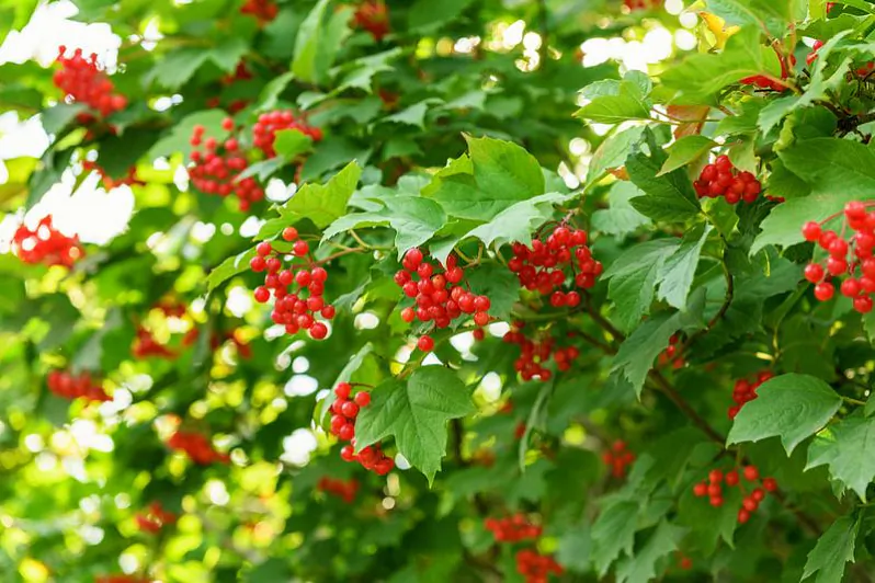 kalina-obyiknovennaya-gde-posadit-i-kak-vyirashhivat-01.jpg kalina-obyiknovennaya-gde-posadit-i-kak-vyirashhivat-01.jpg