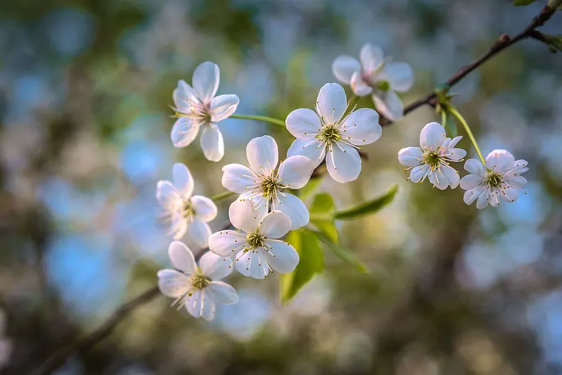 cherry.jpg cherry.jpg