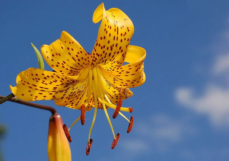 lily_lilium_citronella_flower.jpg lily_lilium_citronella_flower.jpg