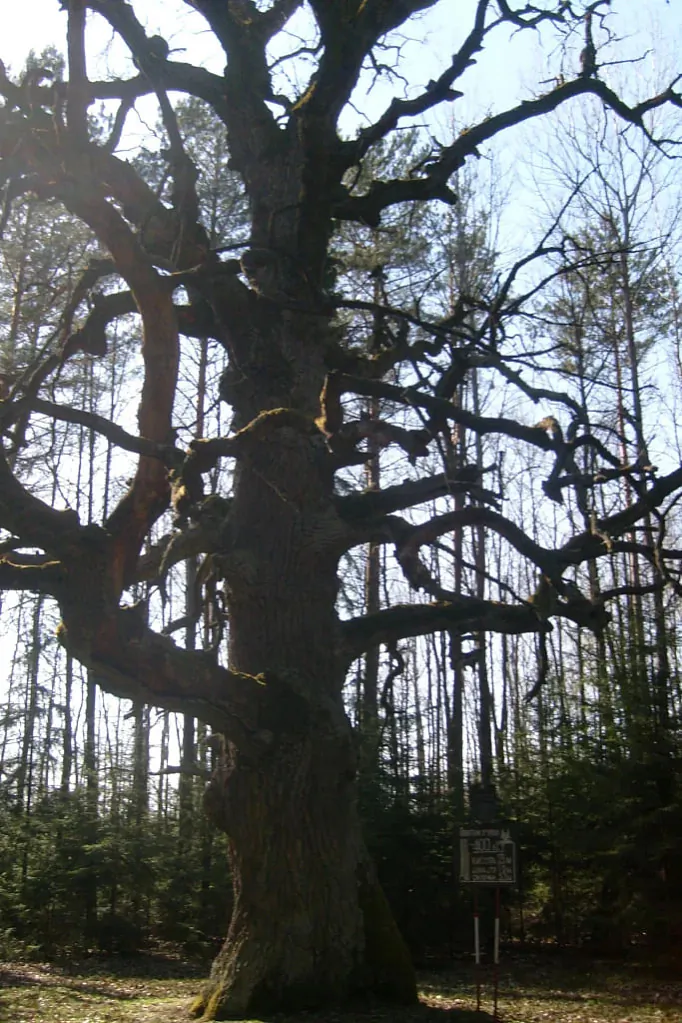 Dub. Kliecki rajon Dub. Kliecki rajon