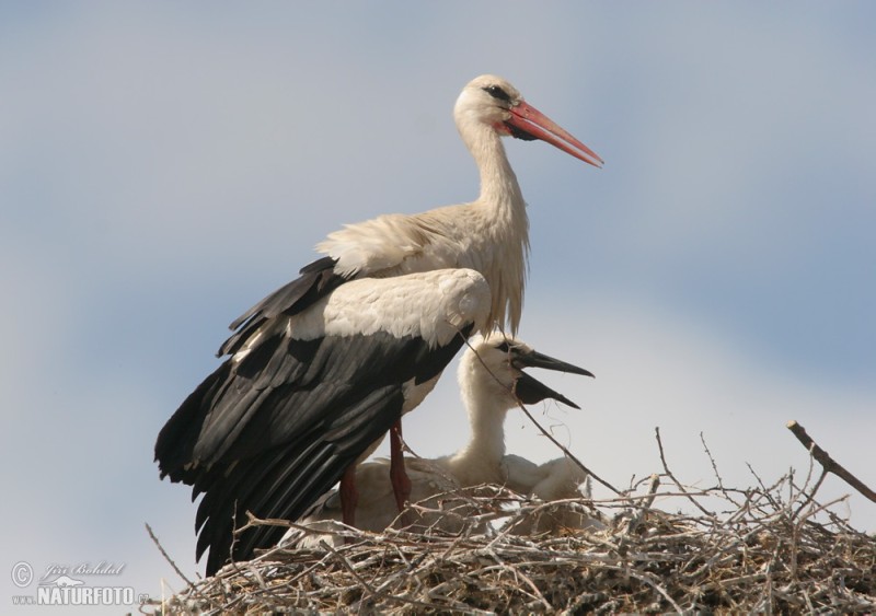 white-stork-26378